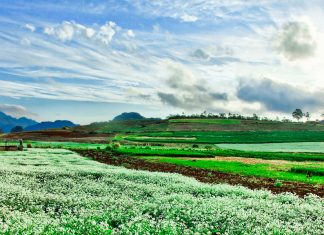 Du lịch Mộc Châu Mùa Thu chào đón bạn với một màu trắng tinh khôi hoa cải tour moc chau mua thu