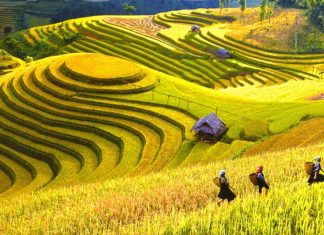 Du lịch Sapa Mùa Thu là một trong những hành trình được nhiều du khách yêu thích tou sapa mua thu